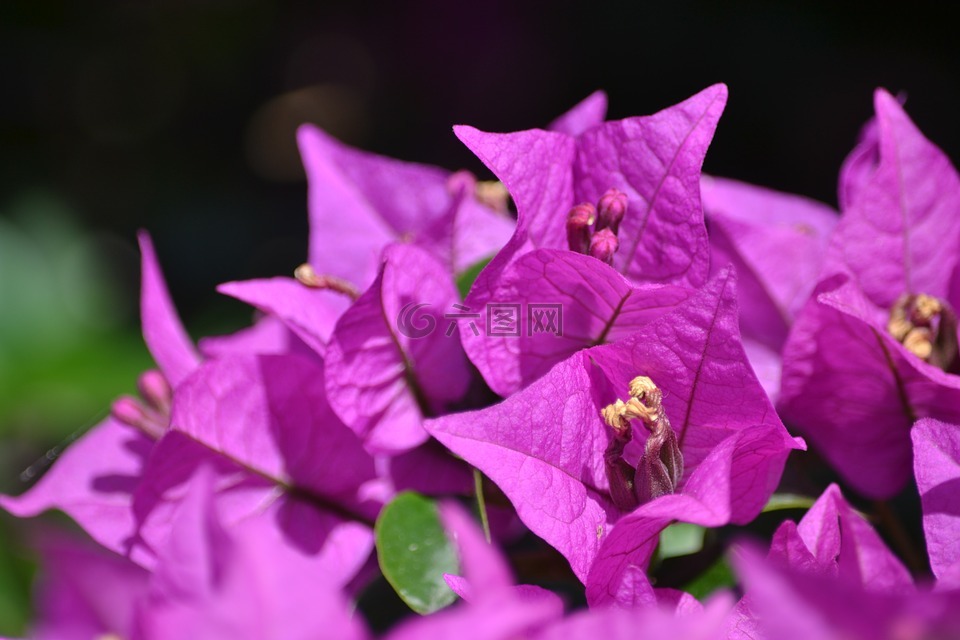 花,紫色,植物