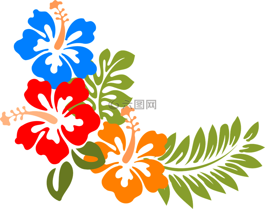 槿,夏威夷,鲜花