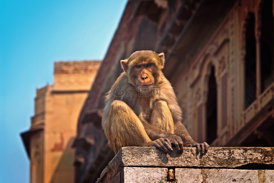 猴子,印度,温达文