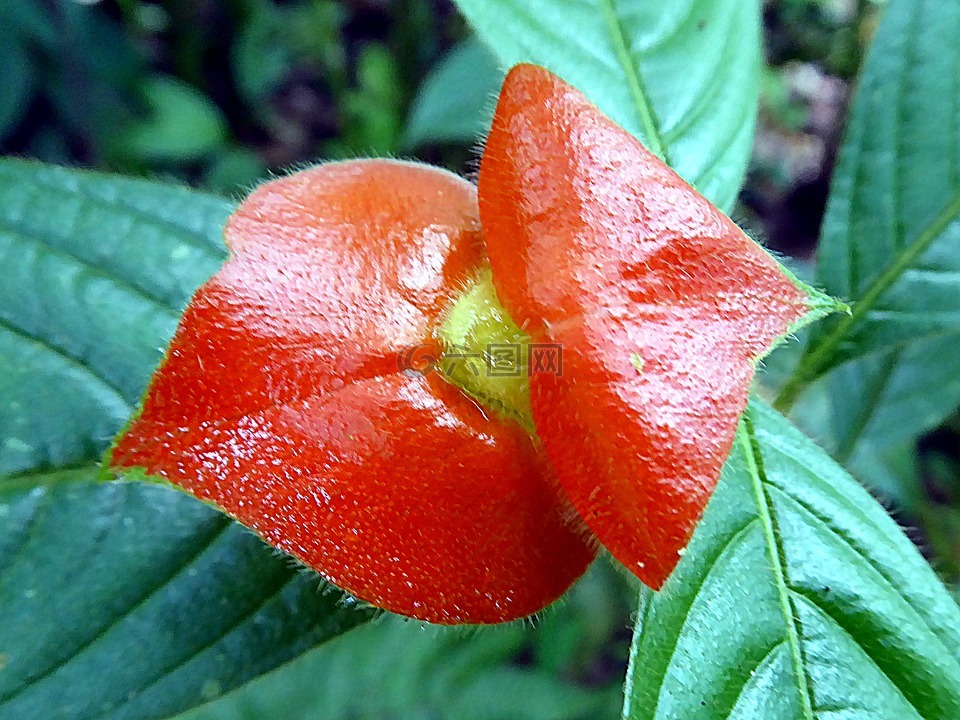 花,psychotria,红色的嘴唇