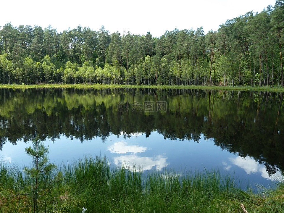 沼泽湖,自然保护区,森林