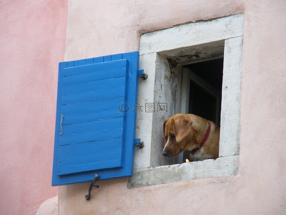 狗,窗口,滑稽