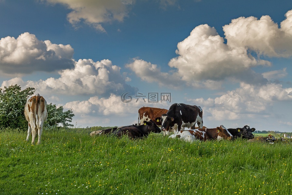 丹麦,奶牛,牧场