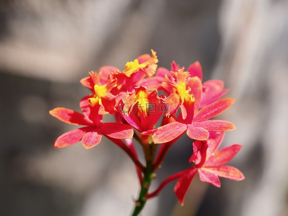 花,植物,紅色