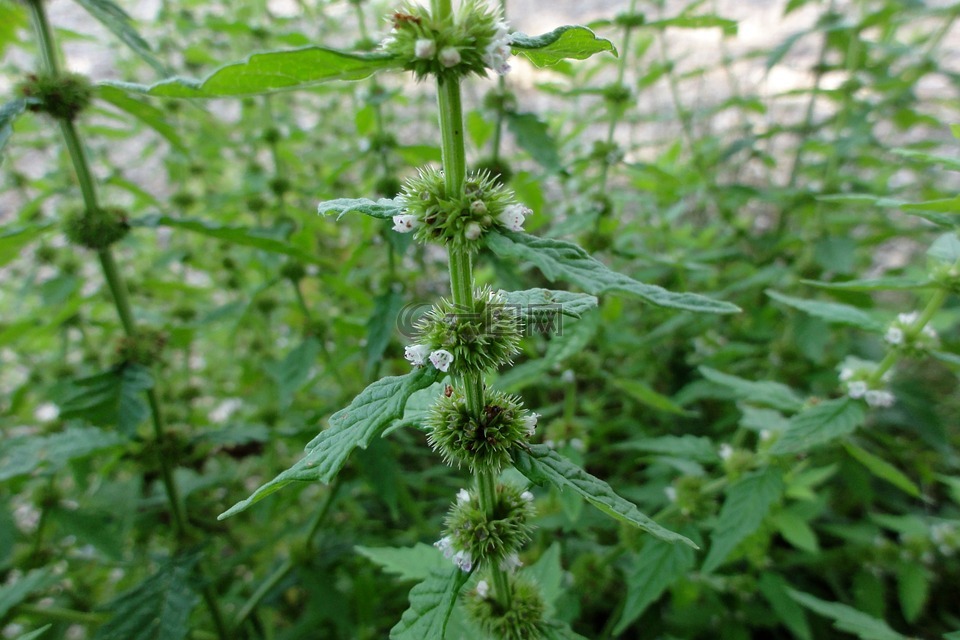 应用特拉普,gypsywort,欧地笋