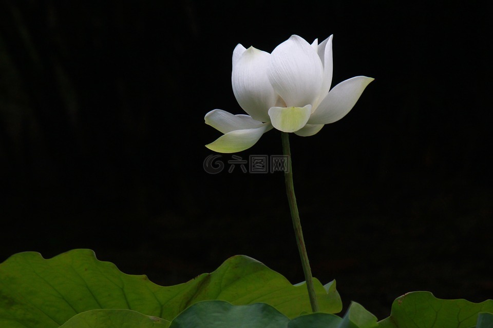 水墨畫,荷花,花