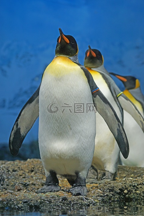 国王企鹅,企鹅,喙