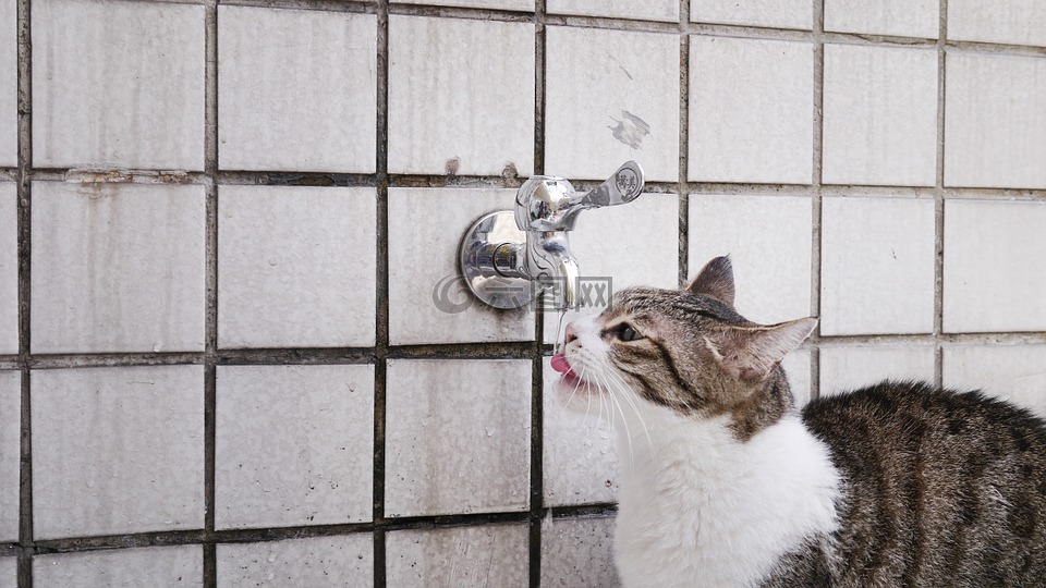 貓咪,喝水,動物