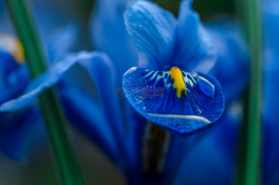 鸢尾花,蓝色,特写