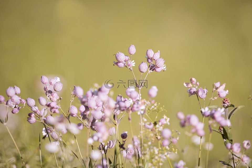 叉捕虫草,萁蝇子草,花