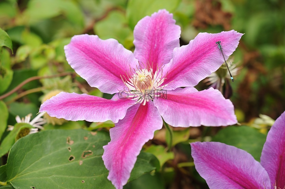 铁线莲,花,开花