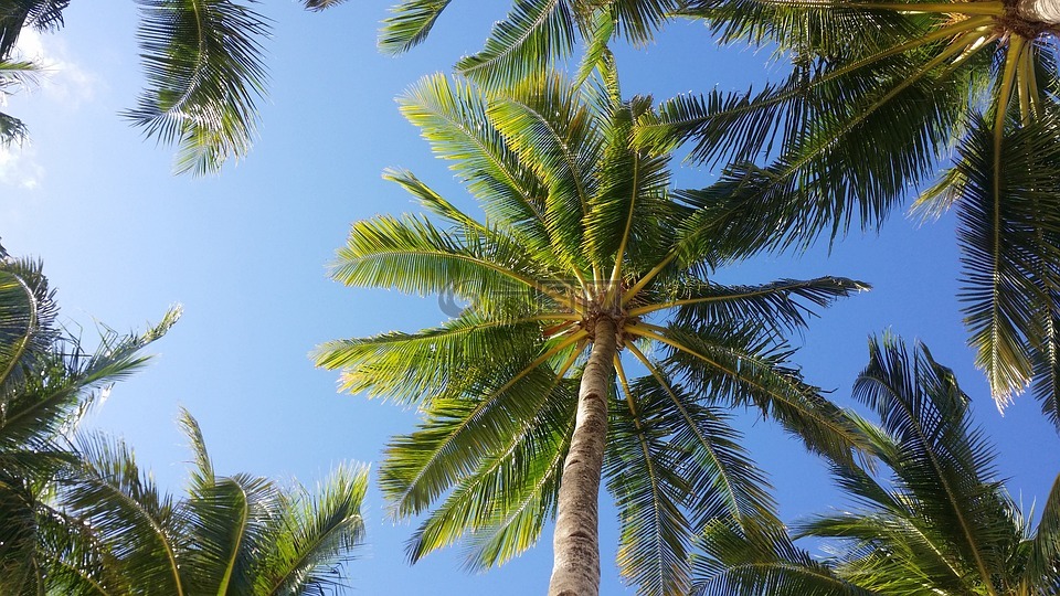 棕榈树,天空,长滩岛