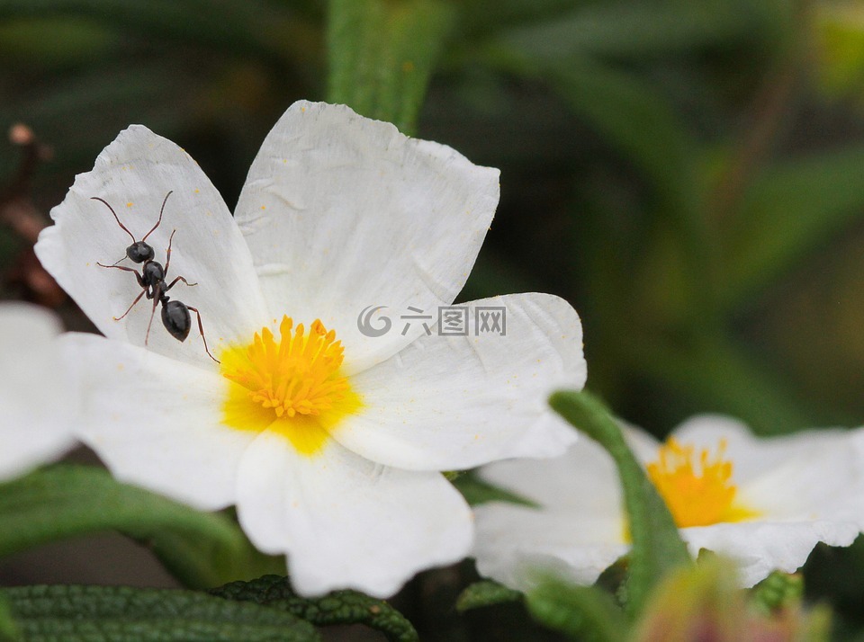 蚂蚁,蔷薇,鲜花