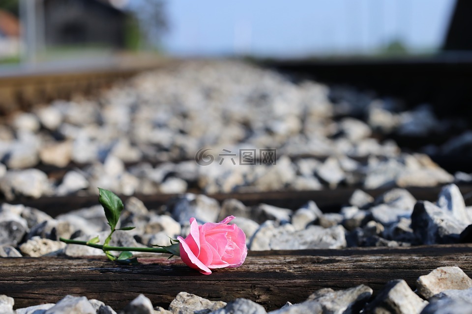 粉红色的玫瑰上的火车,站,户外