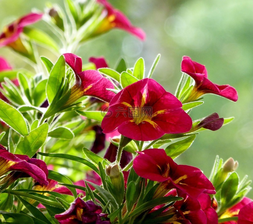 阳台,鲜花,阳台植物