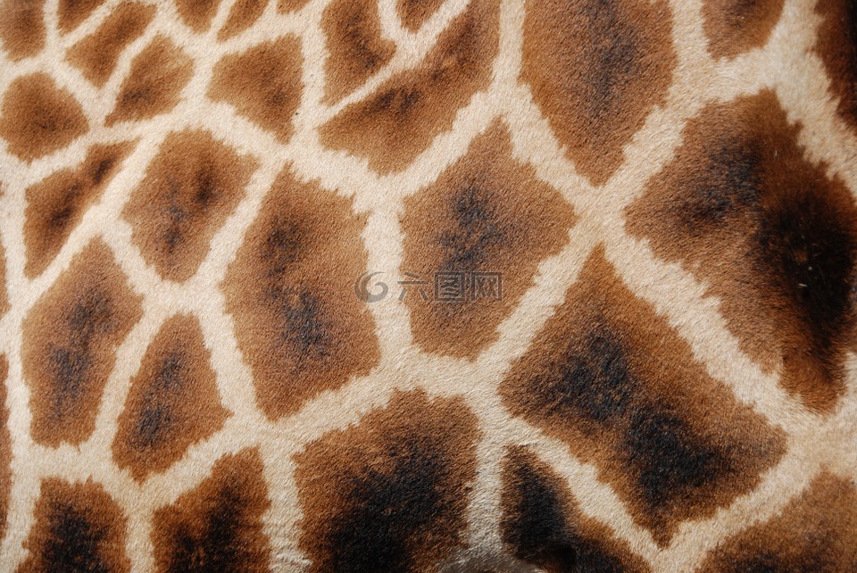 模式,长颈鹿,网壳结构的长颈鹿