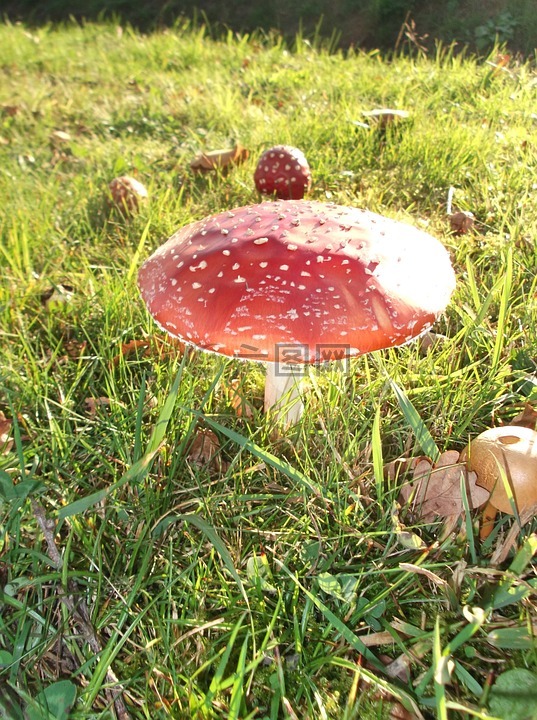 蘑菇,点,红色白点