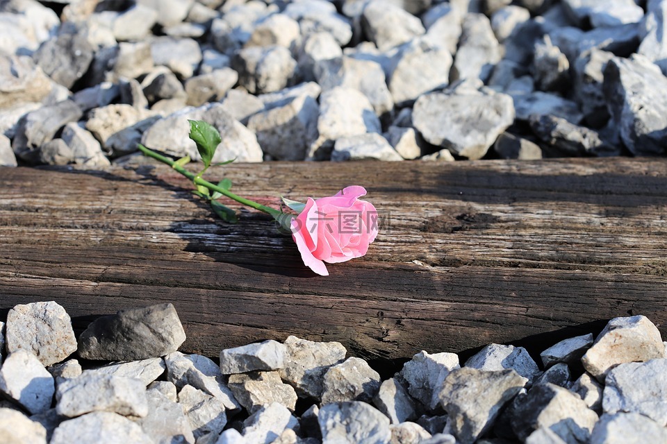 粉红色的玫瑰上的火车,自然,户外
