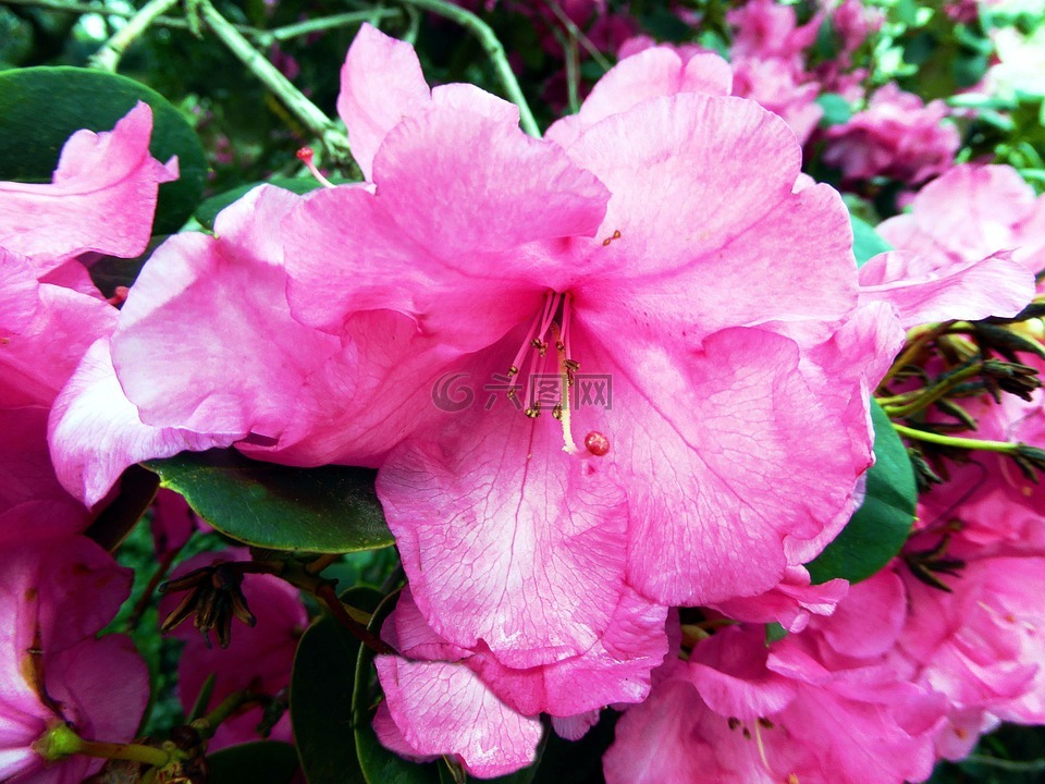 杜鹃花,粉红色,布什
