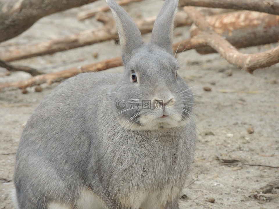 野兔,灰色的野兔,动物