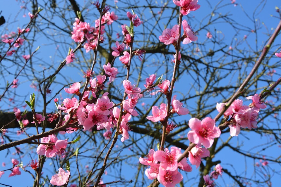 鲜花,春天,颜色粉色