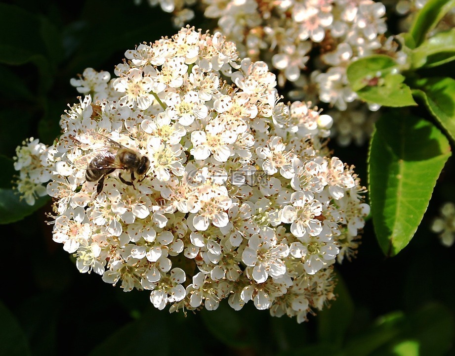 蜂花,白,蜜蜂
