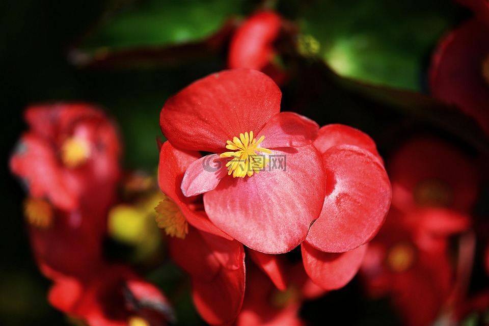 秋海棠,开花,红色