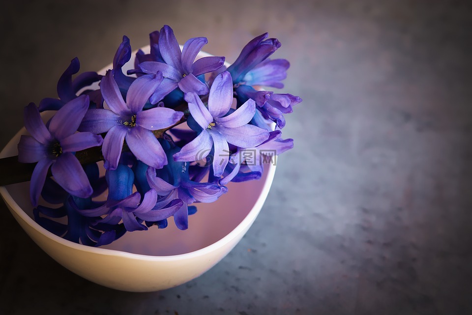 风信子,花,紫