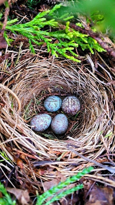 鸡蛋,鸟,巢