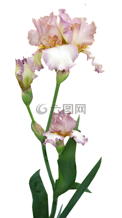鸢尾花,植物,花