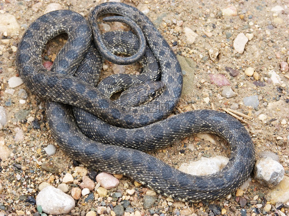 蛇,威胁,裂财产权