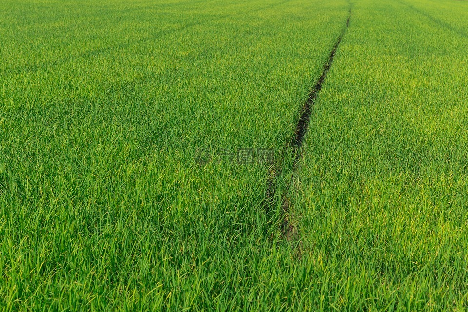 玉米田,水稻,绿色