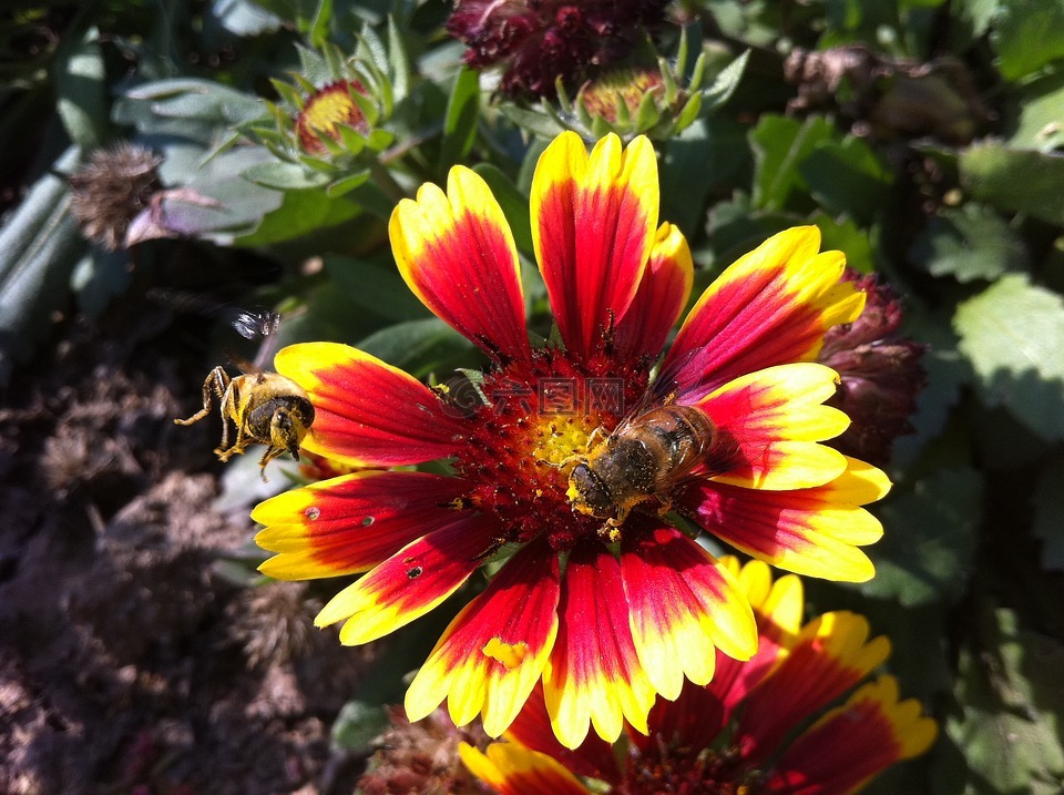 蜜蜂,花,绽放