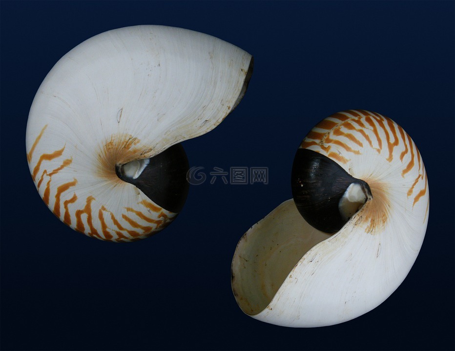 鹦鹉螺,贝壳,海