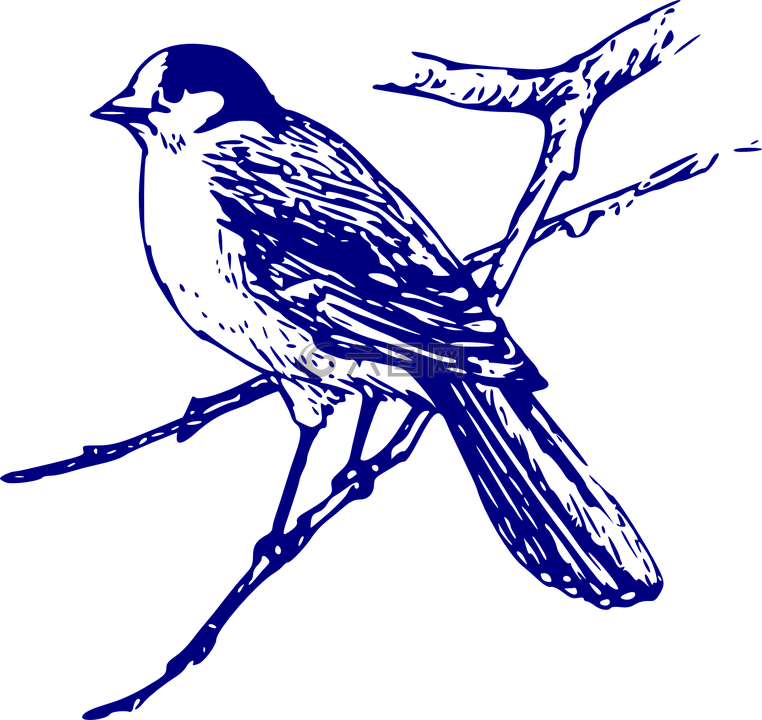 加拿大周杰伦,蓝色,鸟