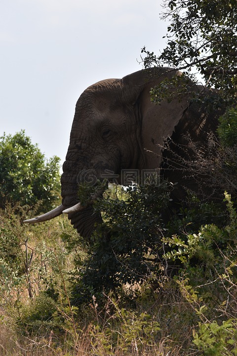 象,大 5,非洲