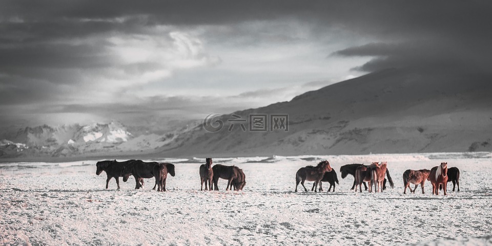 马匹,冬天,户外