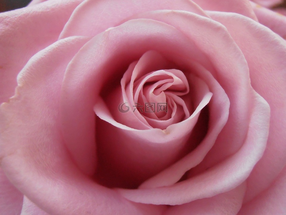 玫瑰,爱,粉红色