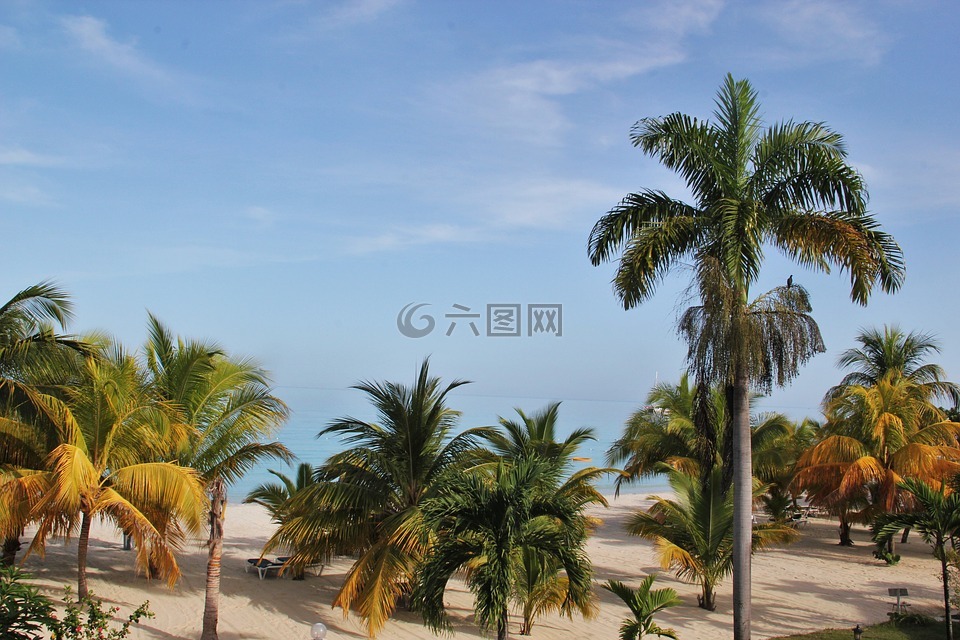 牙买加,棕榈树,海滩