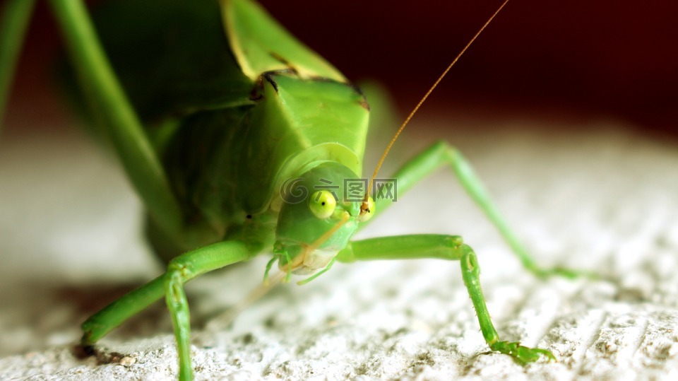 昆虫,绿色,小