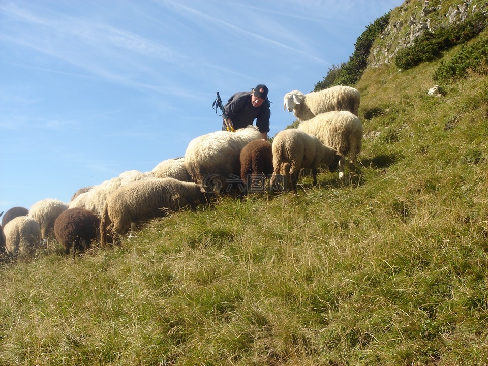 羊群的羊,山羊皮,绵羊吃草