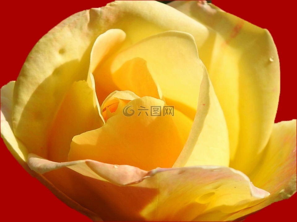 黄玫瑰,花,花瓣