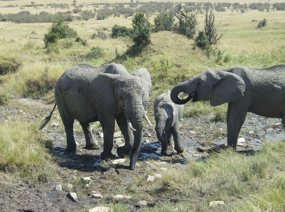 非洲,肯尼亚,大象