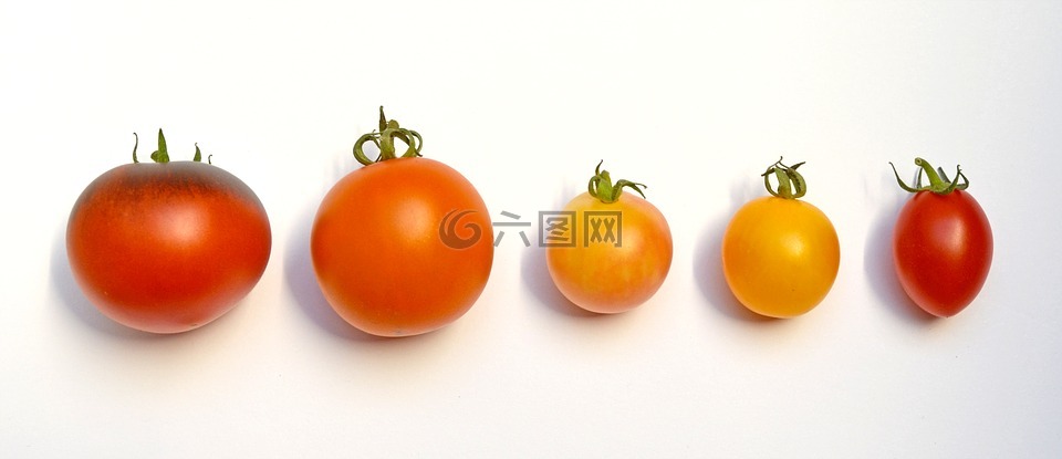 蕃茄,西红柿的位置,番茄品种