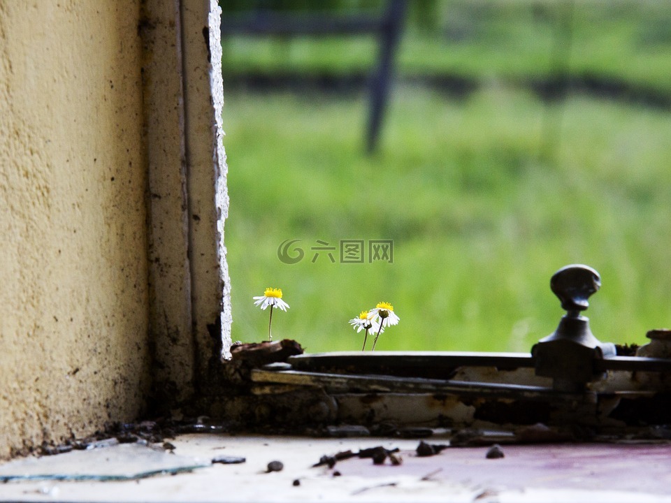 脆弱,花,窗台