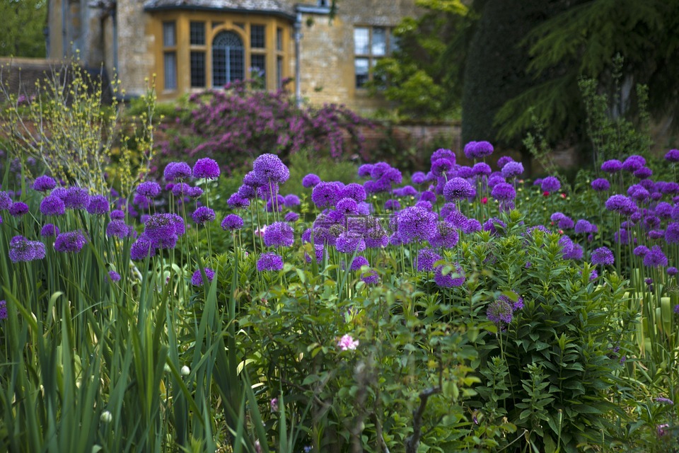 寇特庄园,劳伦斯 · 约翰逊的花园,紫色 aliums