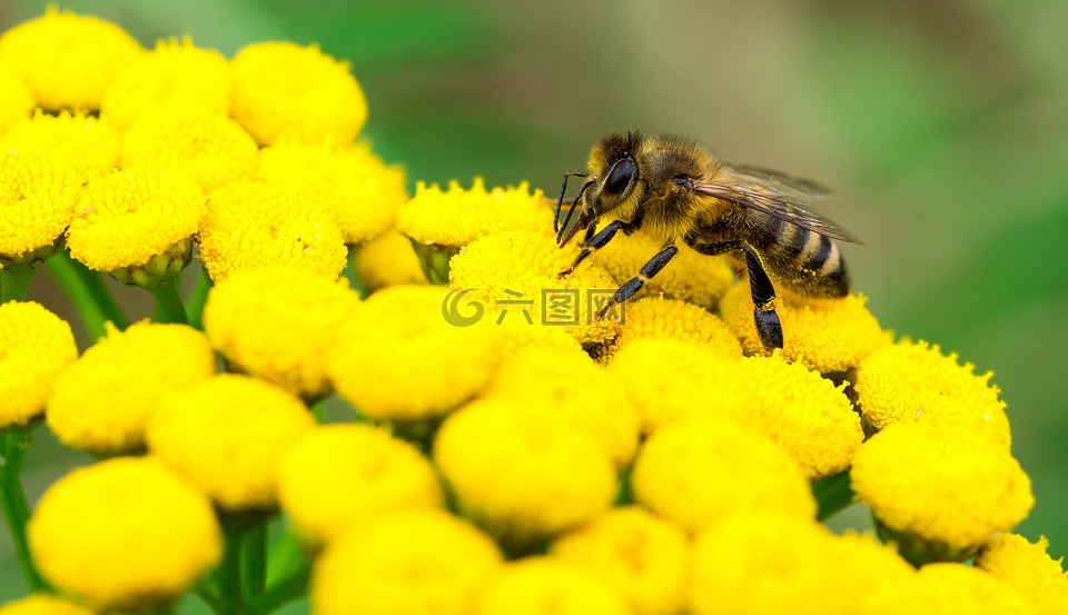 昆虫,蜜蜂,授粉