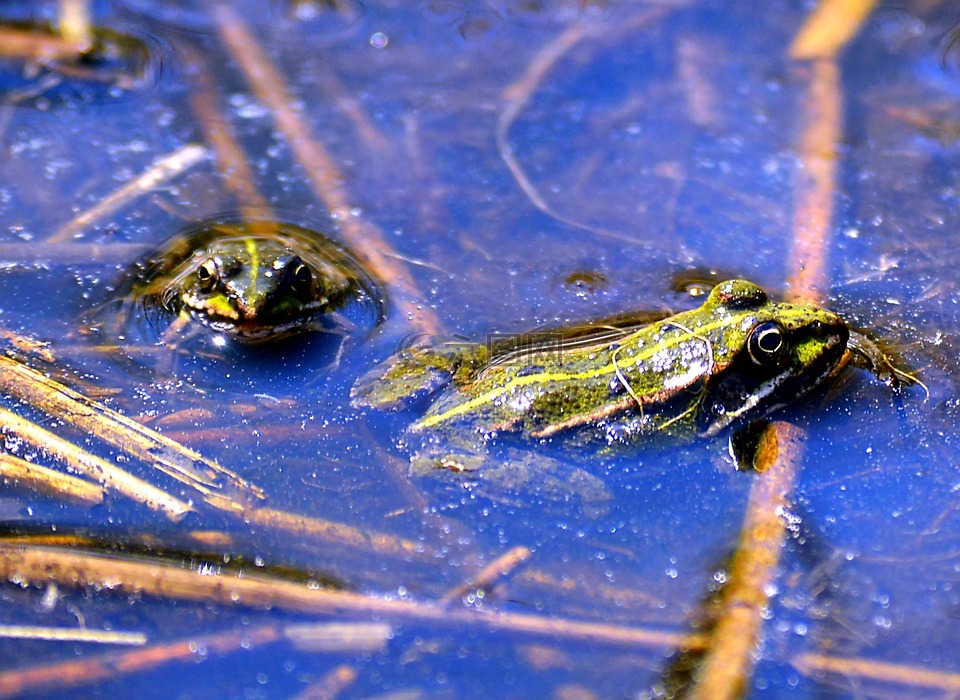 青蛙,水,水生物