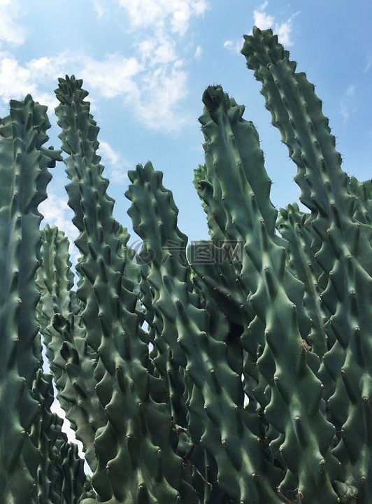 仙人掌,植物,纹理