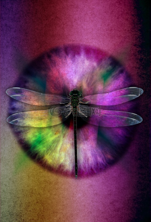 抽象的眼睛,蜻蜓,甲虫，昆虫